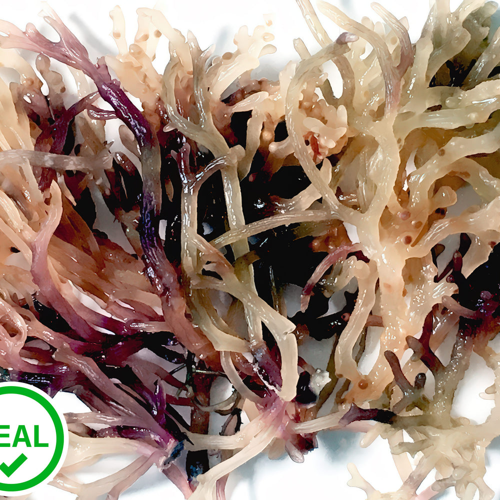 Real Sea Moss (Irish Moss)