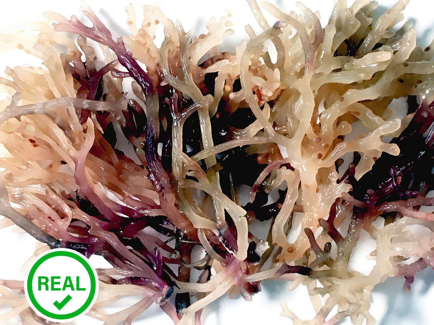 Real Sea Moss (Irish Moss)